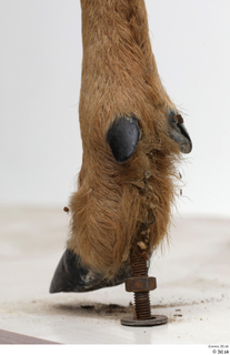 European roe deer foot hoof 0011.jpg